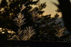 ススキのある風景