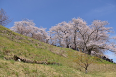 三春の桜