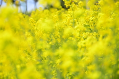 菜の花畑