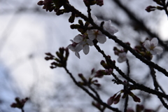 白桜１