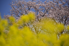 菜花と桜