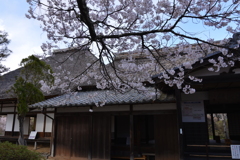 公園手前の桜