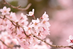 桜の花びら