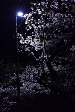 街灯に照らされる桜