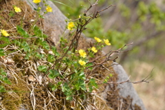 ミヤマキンバイ（深山金梅）