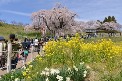 菜花、水仙とともに。