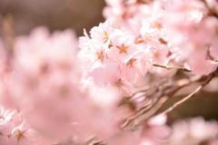 桜の花びら２
