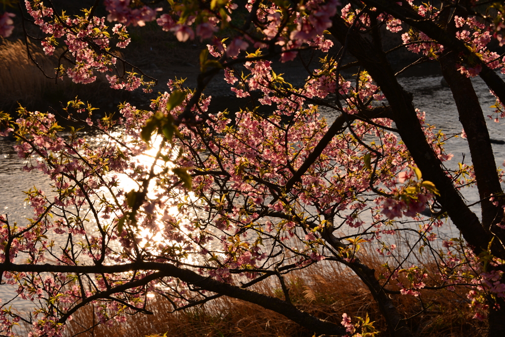 川辺の桜