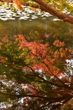 水面の紅葉