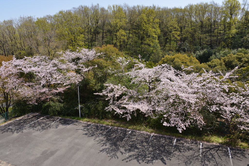桜の全景