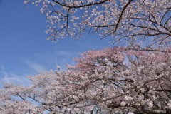 桜と空