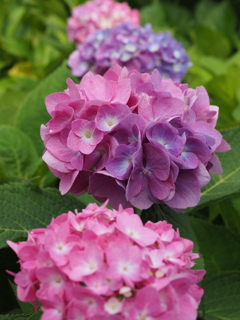 紫陽花