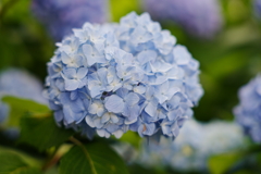紫陽花