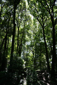 群馬の森