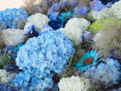 紫陽花
