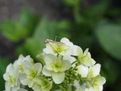 紫陽花