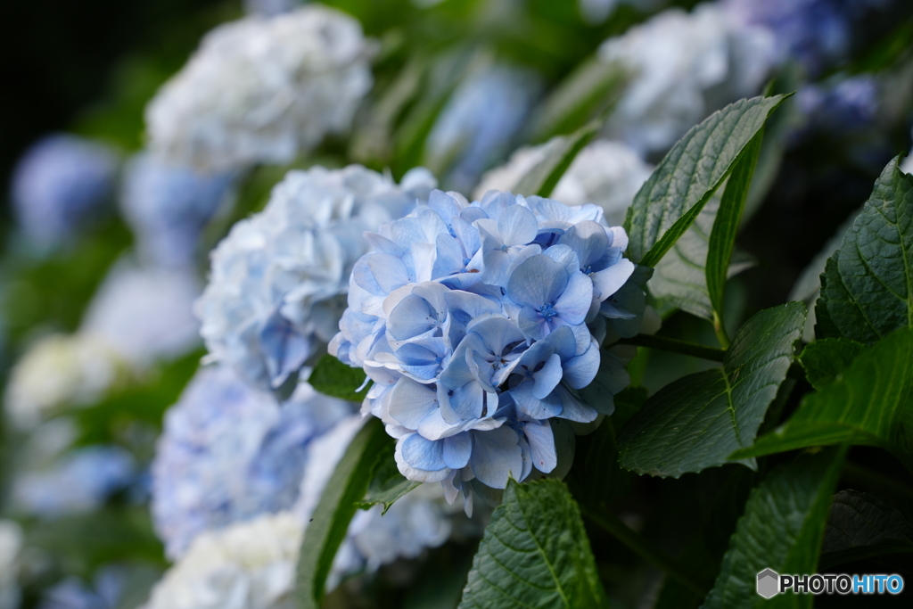 紫陽花