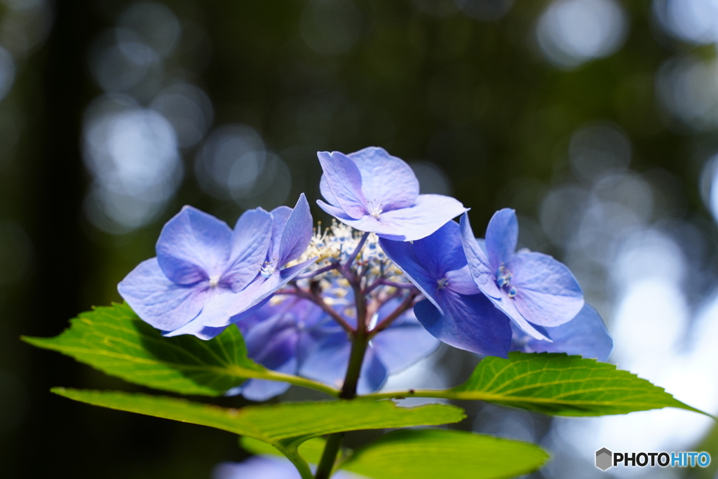 紫陽花
