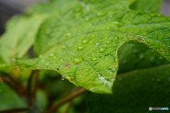 朝露