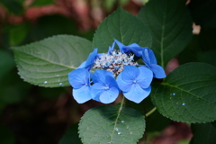 紫陽花