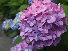 紫陽花