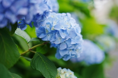 紫陽花