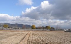 落葉樹と常緑樹と歩く人