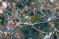 河津桜とウグイス