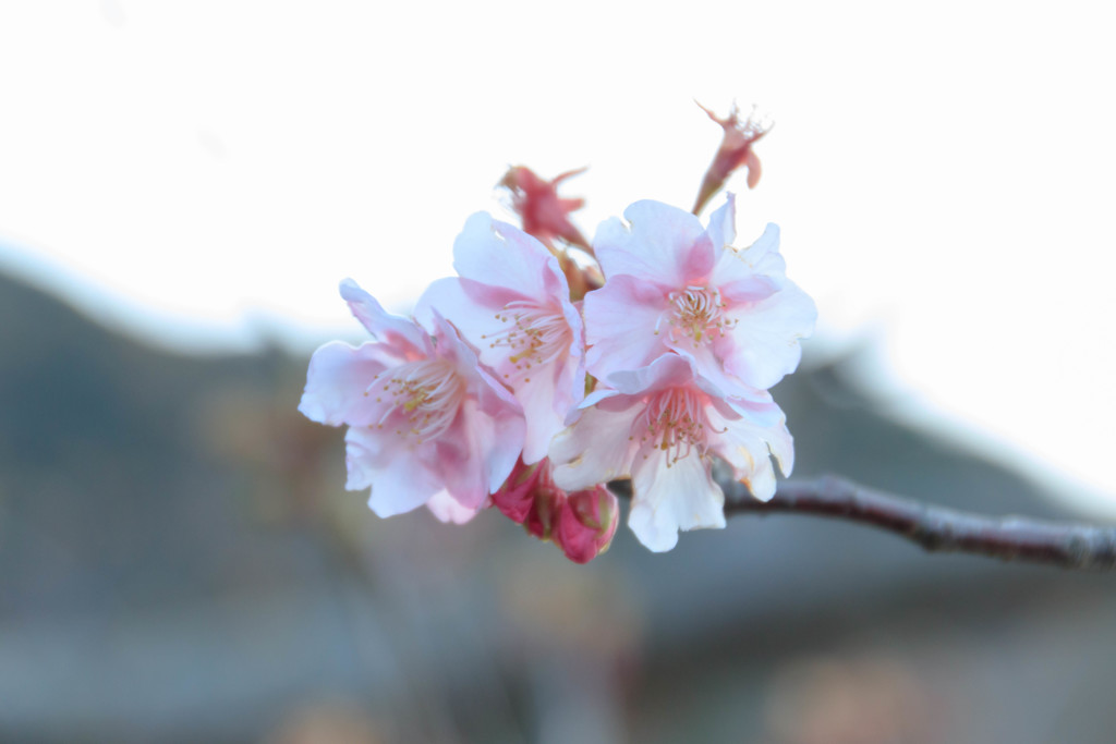 河津桜