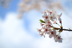 桜も終わりましたね、また来年