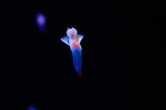流氷の天使
