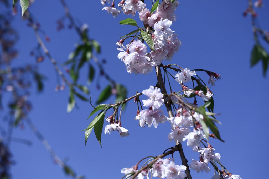 五月の桜②