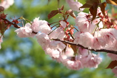 五月の桜