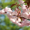 五月の桜