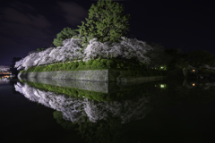 駿府城の夜桜