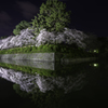 駿府城の夜桜
