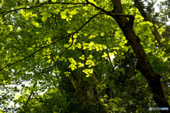 nature01