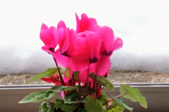 花の名は知らない