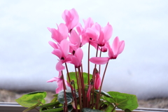 図書館の中の花
