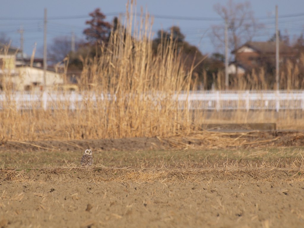 コミミズク