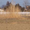 コミミズク