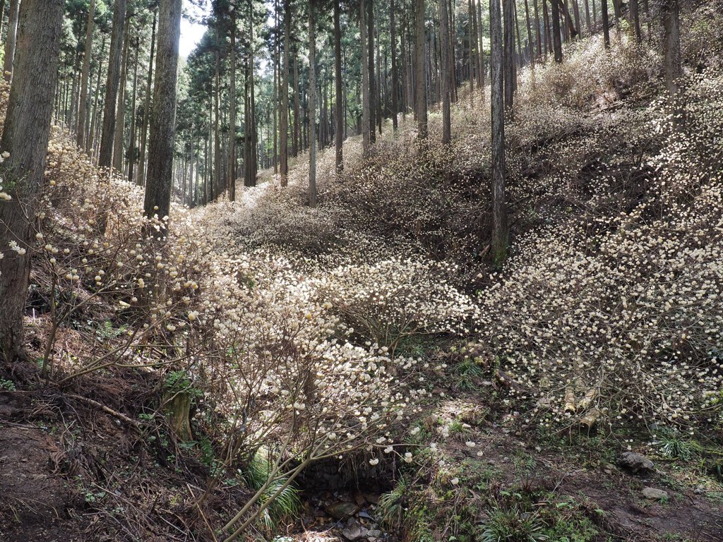 ミツマタ群生