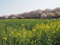 花見2018