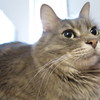 ミイラから美猫へ