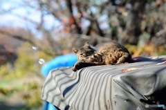 日向ぼっこ