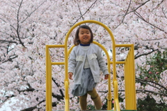 桜 2017