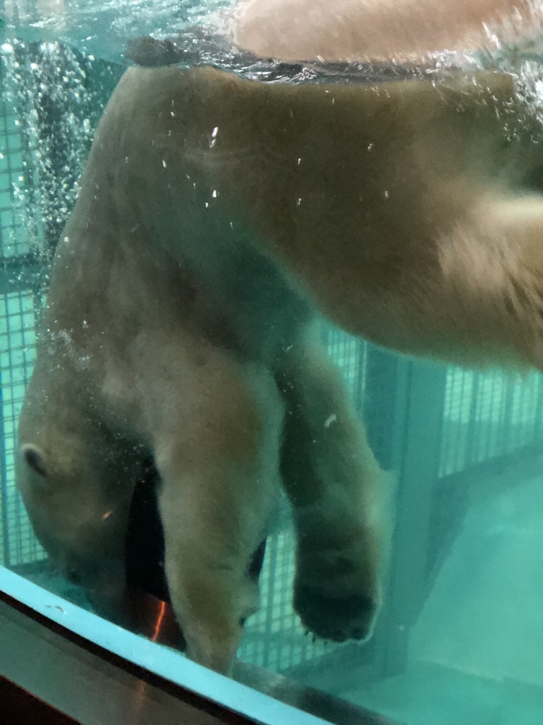 ホッキョクグマ