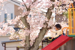 桜