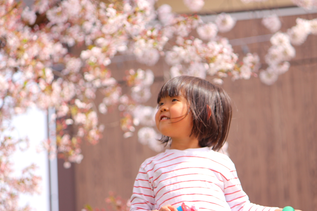 桜とこども