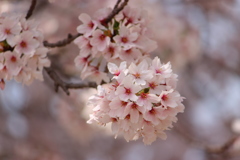 桜